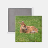 Niedliche Kleintiere | Little Fawn Magnet (Vorderseite/Rückseite)