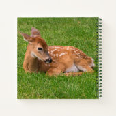 Niedliche Kleintiere | Little Fawn Notizblock (Rückseite)