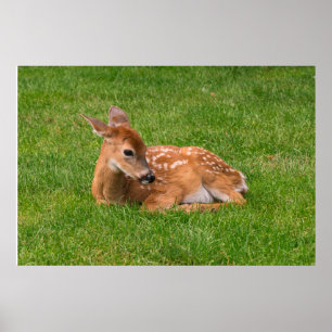 Niedliche Kleintiere   Little Fawn Poster