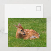 Niedliche Kleintiere | Little Fawn Postkarte (Vorne/Hinten)