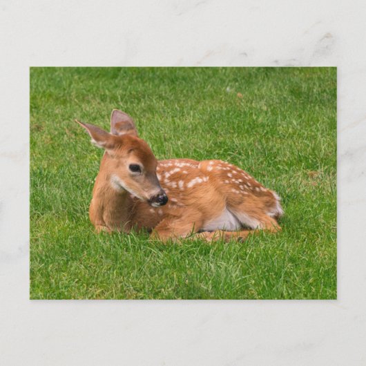 Niedliche Kleintiere | Little Fawn Postkarte (Vorderseite)