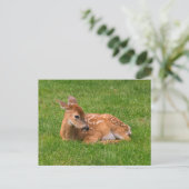 Niedliche Kleintiere | Little Fawn Postkarte (Stehend Vorderseite)