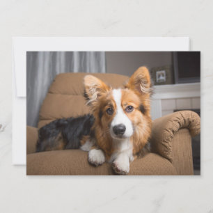 Niedliche Kleintiere Long Hair Corgi Puppy Dankeskarte