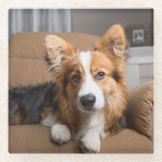 Niedliche Kleintiere | Long Hair Corgi Puppy Glasuntersetzer (Vorderseite)