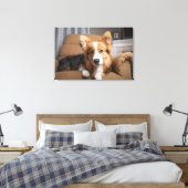 Niedliche Kleintiere | Long Hair Corgi Puppy Leinwanddruck (Insitu (Schlafzimmer))