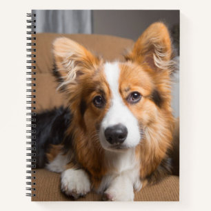 Niedliche Kleintiere Long Hair Corgi Puppy Notizblock