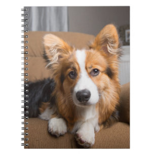 Niedliche Kleintiere   Long Hair Corgi Puppy Notizblock
