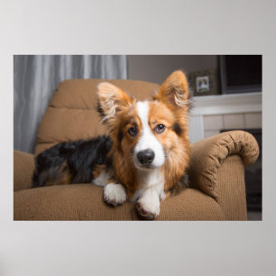 Niedliche Kleintiere   Long Hair Corgi Puppy Poster