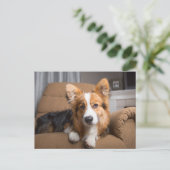Niedliche Kleintiere | Long Hair Corgi Puppy Postkarte (Stehend Vorderseite)