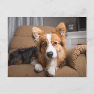 Niedliche Kleintiere Long Hair Corgi Puppy Postkarte