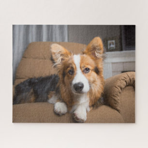 Niedliche Kleintiere   Long Hair Corgi Puppy Puzzle