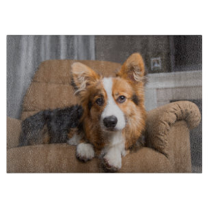 Niedliche Kleintiere Long Hair Corgi Puppy Schneidebrett