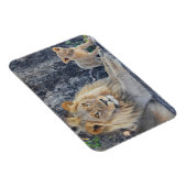 Niedliche Kleintiere | Löwe Vater & Cub Magnet (Rechte Seite)