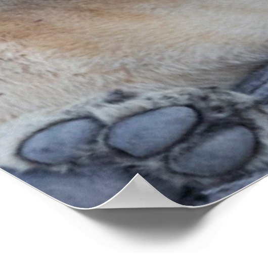 Niedliche Kleintiere | Löwe Vater & Cub Poster (Ecke)