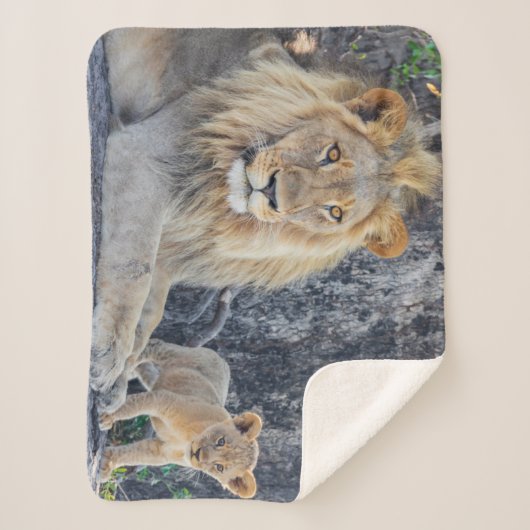 Niedliche Kleintiere | Löwe Vater & Cub Sherpadecke (Vorderseite)