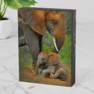 Niedliche Kleintiere   Mama Elephant & Baby Holzkisten Schild