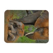 Niedliche Kleintiere | Mama Elephant & Baby Magnet (Horizontal)