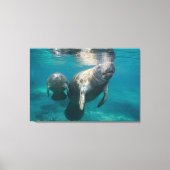 Niedliche Kleintiere | Manatee & Baby Leinwanddruck (Vorderseite)
