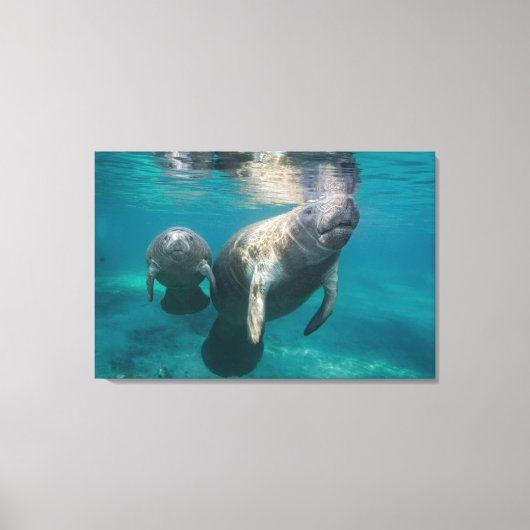 Niedliche Kleintiere | Manatee & Baby Leinwanddruck (Vorderseite)