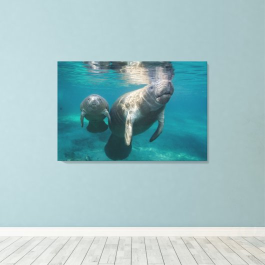 Niedliche Kleintiere | Manatee & Baby Leinwanddruck (Insitu (Holzboden))