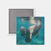 Niedliche Kleintiere | Manatee & Baby Magnet (Vorderseite/Rückseite)