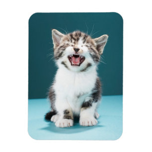 Niedliche Kleintiere   Meaning Baby Kitten Magnet