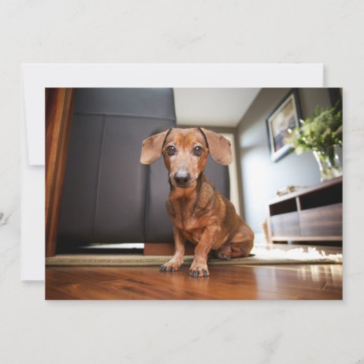 Niedliche Kleintiere | Mini-Dackel Welpe Dankeskarte (Vorderseite)