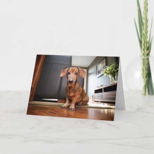 Niedliche Kleintiere | Mini-Dackel Welpe Karte (Vorderseite)