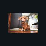 Niedliche Kleintiere | Mini-Dackel Welpe Leinwanddruck<br><div class="desc">Dieses niedliche Getty Images Foto verfügt über eine Mini-Dackel-Welpe.</div>