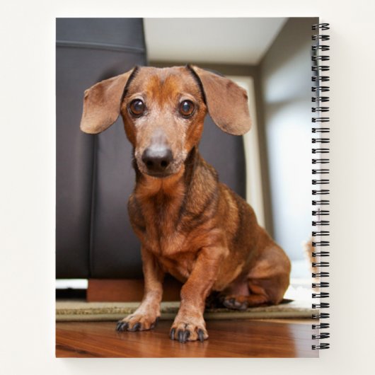 Niedliche Kleintiere | Mini-Dackel Welpe Notizblock (Rückseite)