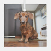 Niedliche Kleintiere | Mini-Dackel Welpe Ornament Aus Glas (Vorderseite)