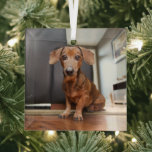 Niedliche Kleintiere | Mini-Dackel Welpe Ornament Aus Glas<br><div class="desc">Dieses niedliche Getty Images Foto verfügt über eine Mini-Dackel-Welpe.</div>