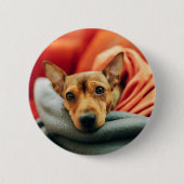 Niedliche Kleintiere | Miniature Pinscher Button (Vorderseite)