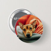 Niedliche Kleintiere | Miniature Pinscher Button (Vorne & Hinten)