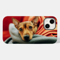 Niedliche Kleintiere | Miniature Pinscher