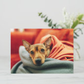 Niedliche Kleintiere | Miniature Pinscher Dankeskarte (Stehend Vorderseite)