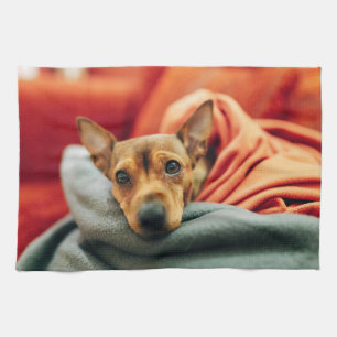 Niedliche Kleintiere   Miniature Pinscher Geschirrtuch