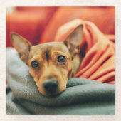 Niedliche Kleintiere | Miniature Pinscher Glasuntersetzer (Vorderseite)