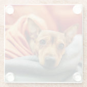 Niedliche Kleintiere | Miniature Pinscher Glasuntersetzer (Rückseite)