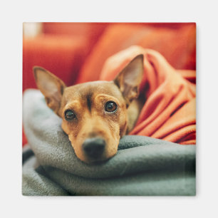 Niedliche Kleintiere   Miniature Pinscher Magnet