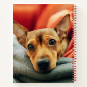 Niedliche Kleintiere | Miniature Pinscher Notizblock (Rückseite)