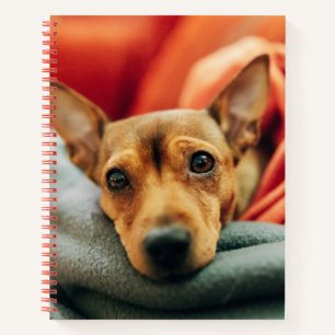 Niedliche Kleintiere Miniature Pinscher Notizblock