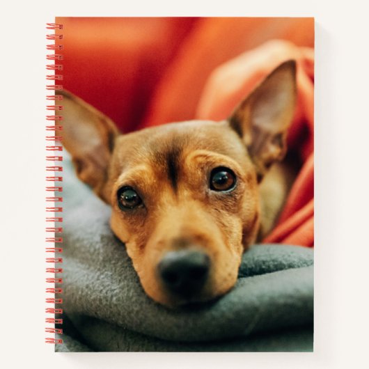 Niedliche Kleintiere | Miniature Pinscher Notizblock (Vorderseite)