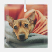 Niedliche Kleintiere | Miniature Pinscher Ornament Aus Glas (Vorderseite)