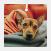 Niedliche Kleintiere | Miniature Pinscher Ornament Aus Glas (Rückseite)