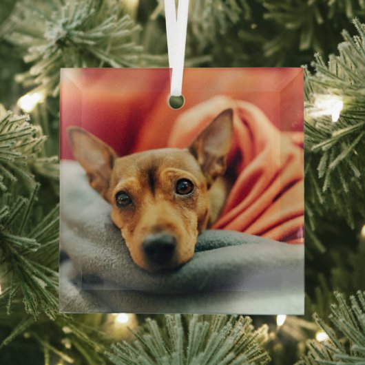 Niedliche Kleintiere | Miniature Pinscher Ornament Aus Glas (Insitu)