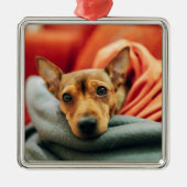 Niedliche Kleintiere | Miniature Pinscher Ornament Aus Metall (Vorne)