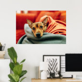 Niedliche Kleintiere | Miniature Pinscher Poster (Heimbüro)