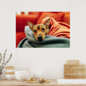 Niedliche Kleintiere | Miniature Pinscher Poster (Küche)