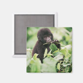 Niedliche Kleintiere | Mountain Gorilla Baby Magnet (Vorderseite/Rückseite)
